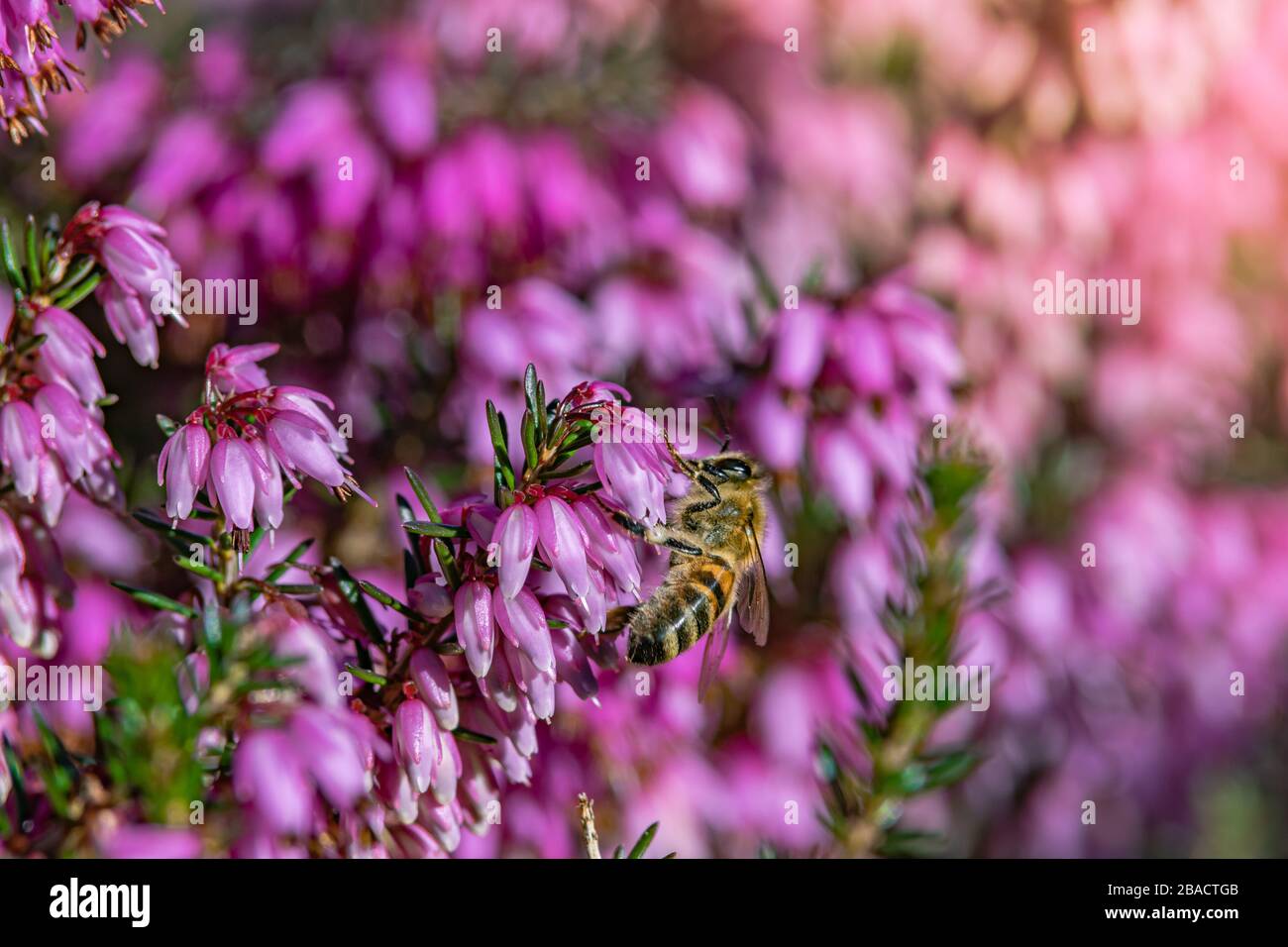 Selektive Fokus Aufnahme von rosa Buddleia Blumen mit einem verschwommen Hintergrund Stockfoto