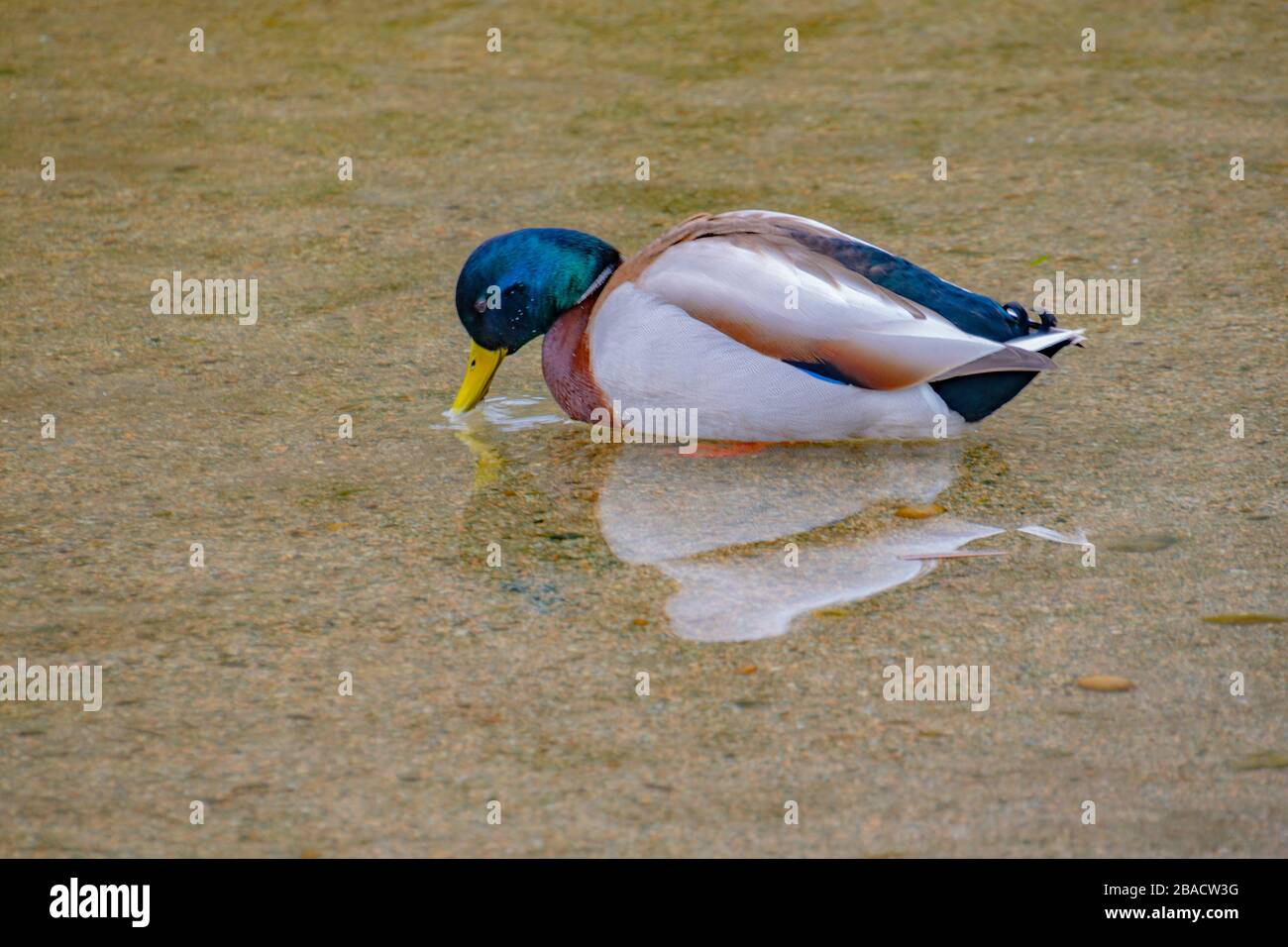 SCHLAFENDER KOALA Stockfoto