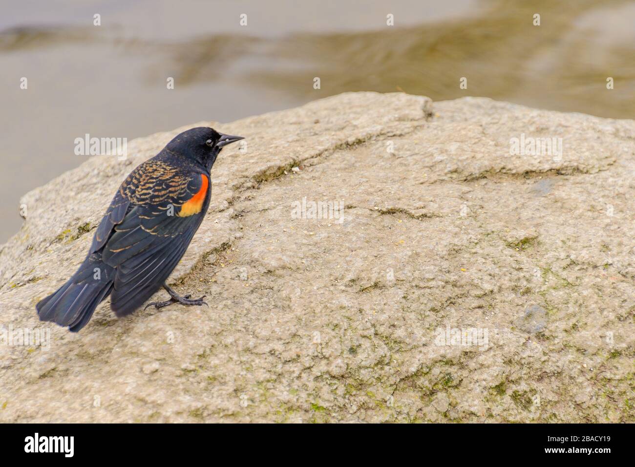 SCHLAFENDER KOALA Stockfoto