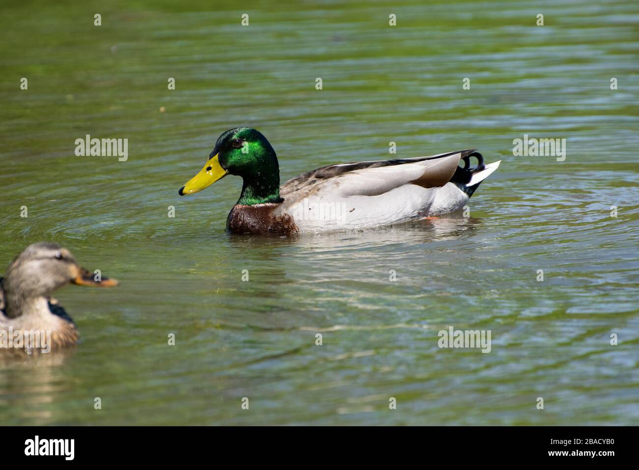 Der Closeup-Mann Mallard Duck schwimmt friedlich auf einem See mit der Sonne, was dazu führt, dass seine schillernden grünen Kopffedern wunderschön glänzen, während ein Weibchen schwimmt Stockfoto