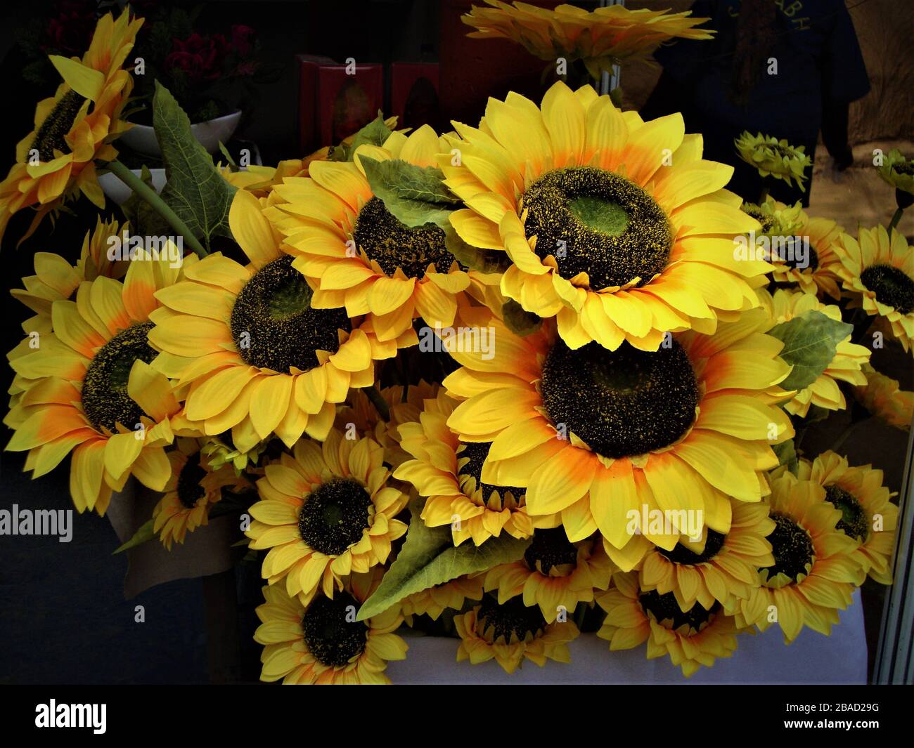 Erstaunlicher Bund goldener orangefarbener Sonnenblumen mit grünlich braunen Antheren, Indien Stockfoto