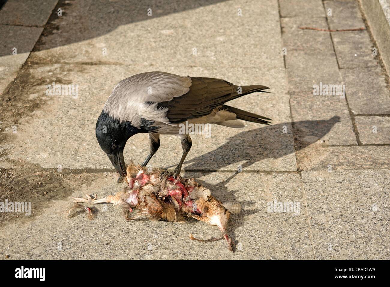 Krähe frisst einen toten Vogel.Sie hat die Seiten mit ihrem Schnabel ausgestinkt. Stockfoto