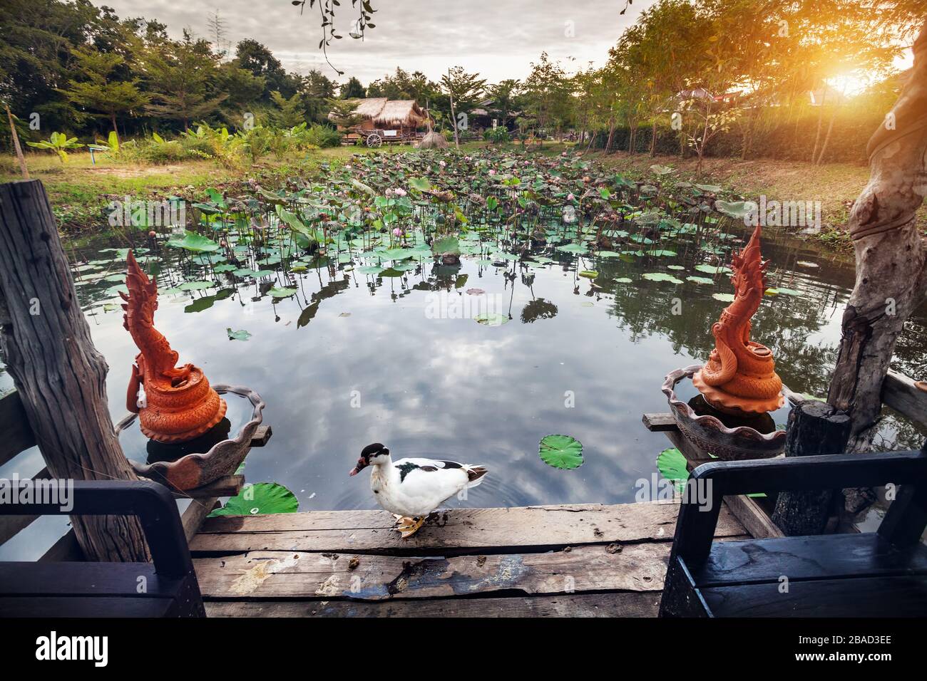 Schöne weiße Ente am Sommerhaus in der Nähe von Teich mit Lotus und Drachen Statuen in Sukhothai Resort, Thailand Stockfoto