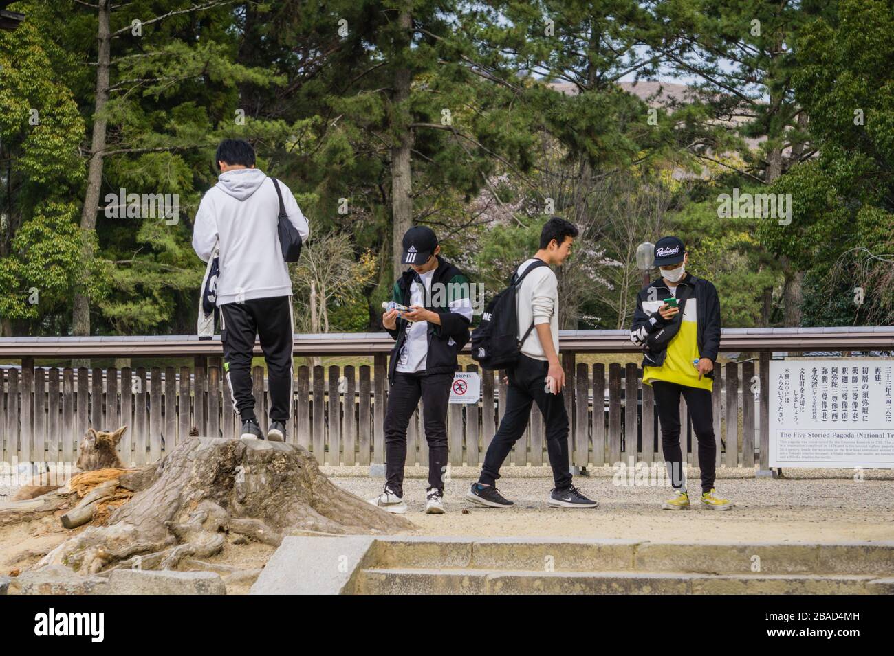 Vier japanische Teenager hängen im Park in Nara, Japan, herum und schauen auf ihre Telefone Stockfoto