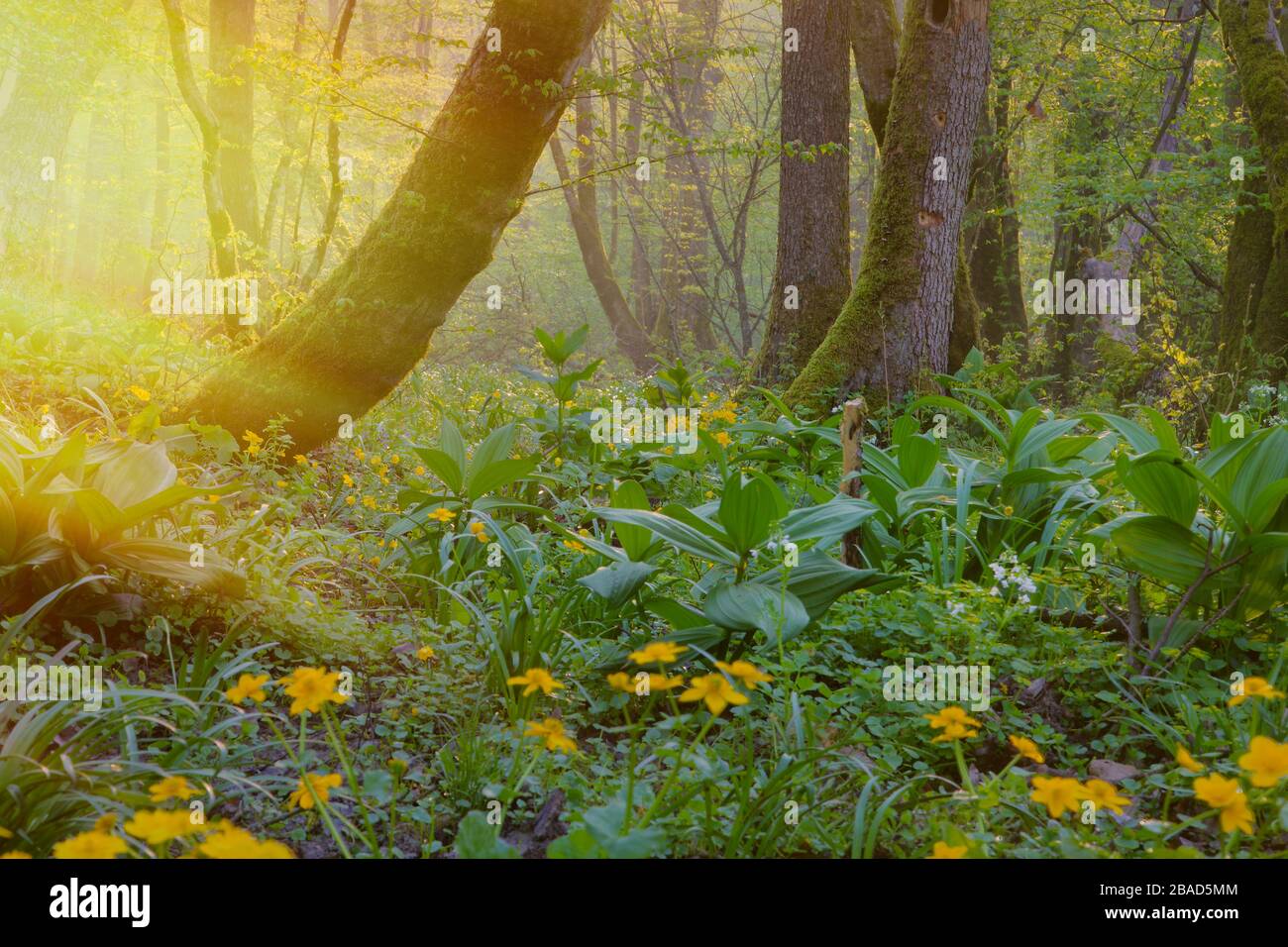 Blumen der Caltha palustris, die im Wald, der von den Strahlen der aufgehenden Sonne angezündet wird, als Marschmarigold bezeichnet werden Stockfoto