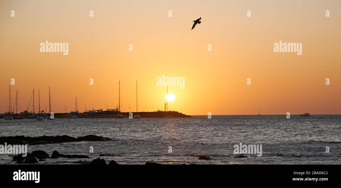Blick auf eine Möwe, die über den atlantik der Küste des Hafen von Punta del Este, Maldonado, Uruguay mit farbenfrohem Sonnenuntergang gleitet Stockfoto