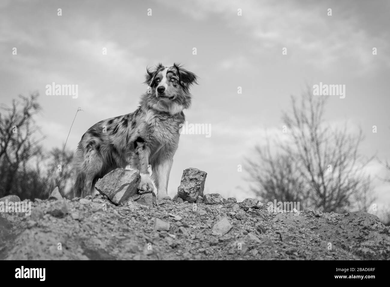 Bluemerle australischer Hirtenhund steht auf einem schwarz-weißen Felsen Stockfoto
