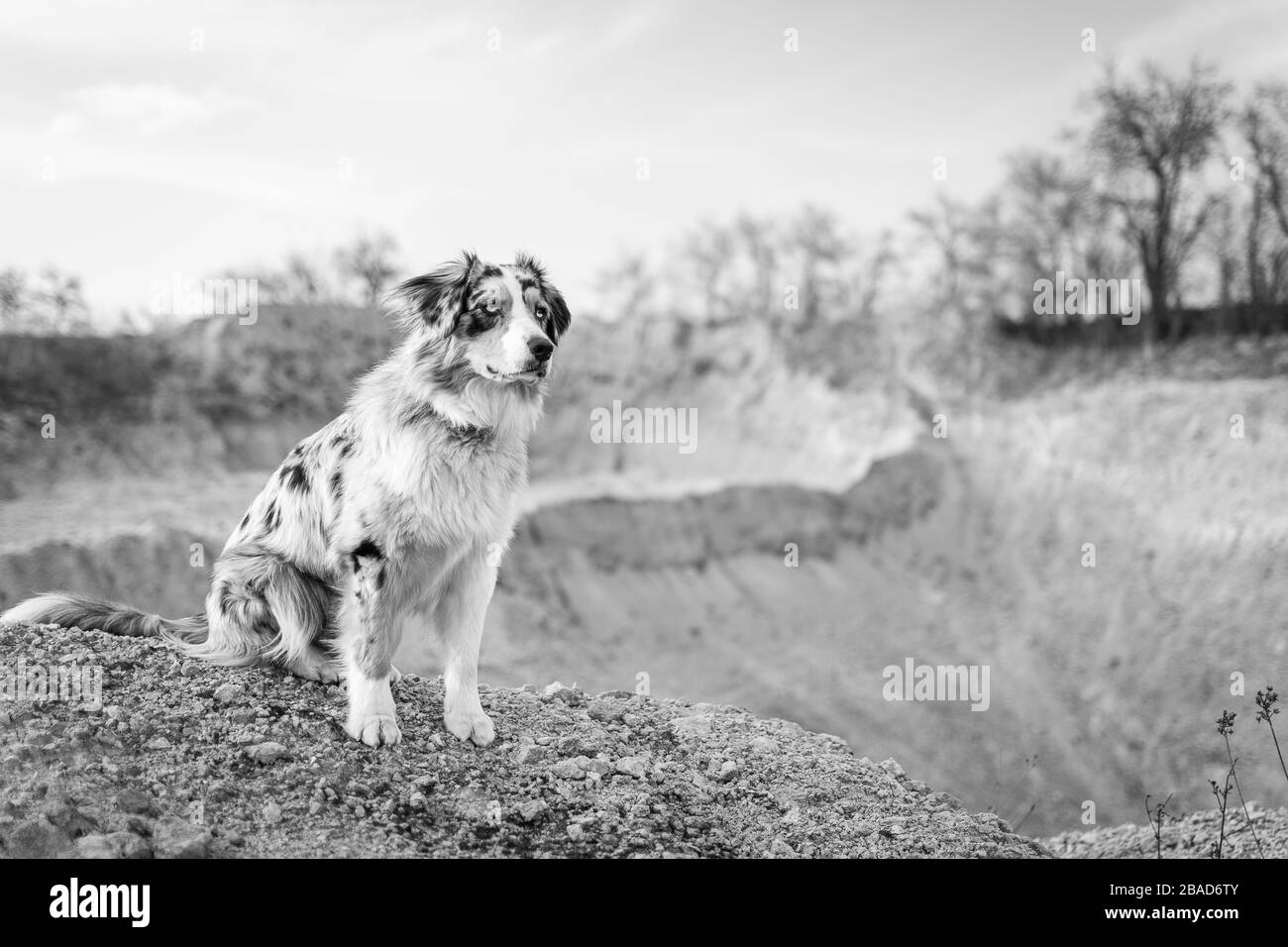 Bluemerle australischer Hirtenhund steht auf einem Steingarten schwarz-weiß Stockfoto