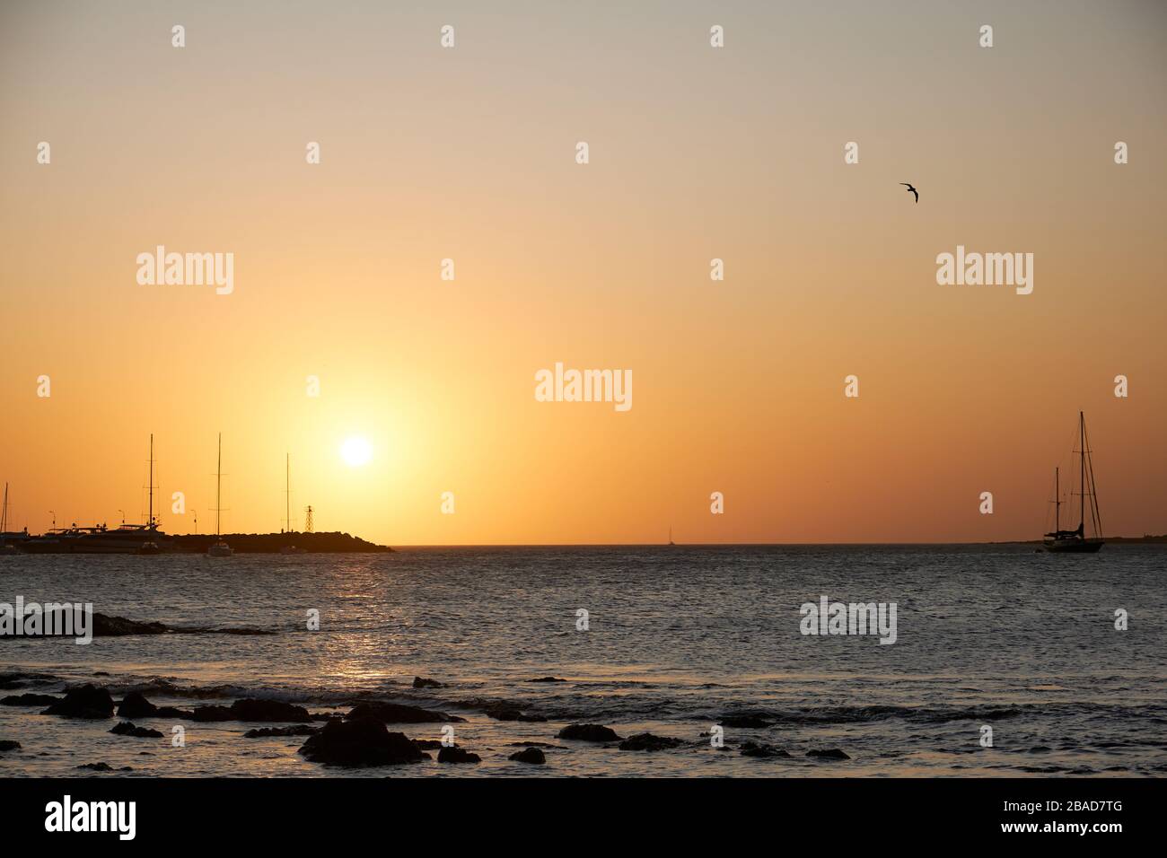 Blick auf eine Möwe, die über den atlantik der Küste des Hafen von Punta del Este, Maldonado, Uruguay mit farbenfrohem Sonnenuntergang gleitet Stockfoto