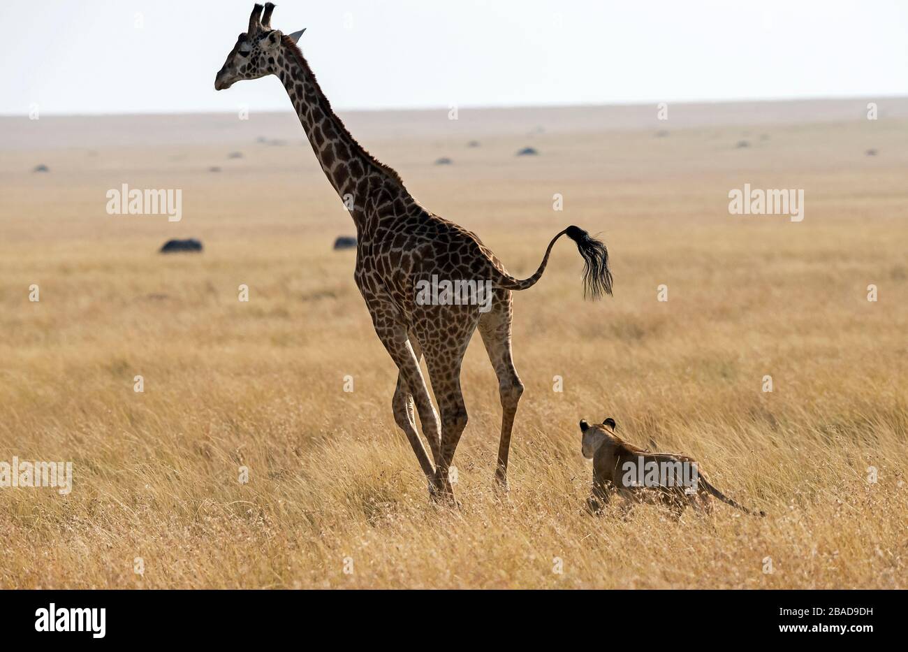 Das Bild des afrikanischen Löwen (Panthera leo), der Girafe im Masai mara Nationalpark, Kenia jagt Stockfoto