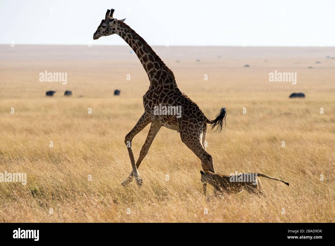 Das Bild des afrikanischen Löwen (Panthera leo), der Girafe im Masai mara Nationalpark, Kenia jagt Stockfoto