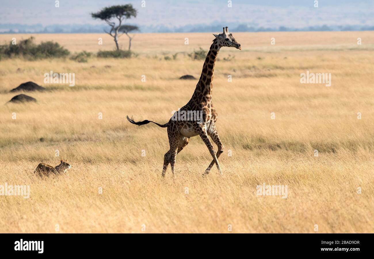Das Bild des afrikanischen Löwen (Panthera leo), der Girafe im Masai mara Nationalpark, Kenia jagt Stockfoto