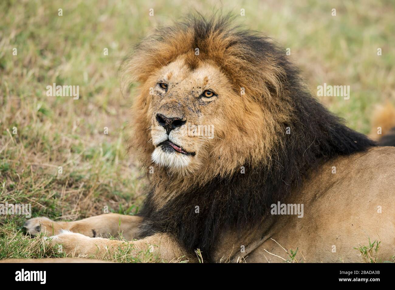 Das Bild des männlichen Löwen (Panthera leo) im Masai mara Nationalpark, Kenia Stockfoto