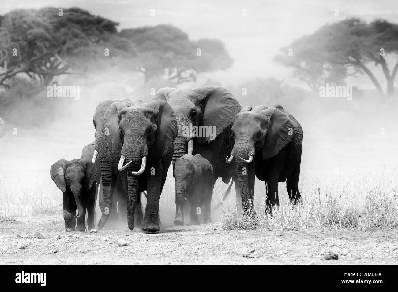 Das Bild der afrikanischen Elefantenherde (Loxodonta africana) im Amboseli-Nationalpark, Kenia Stockfoto
