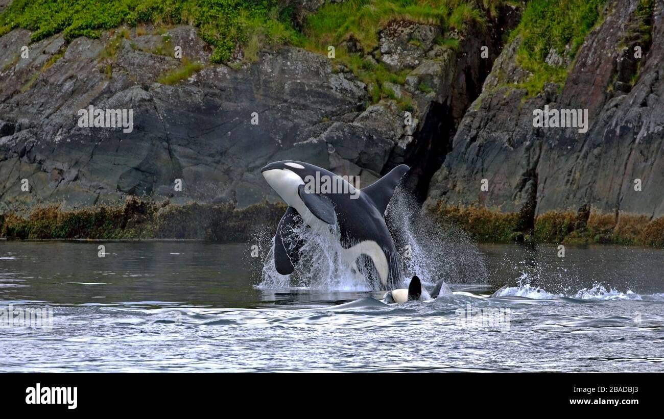 Großer Killerwal männlicher Orca, der aus dem Wasser springt, nahe Rocky Island, British Columbia, Kanada Stockfoto