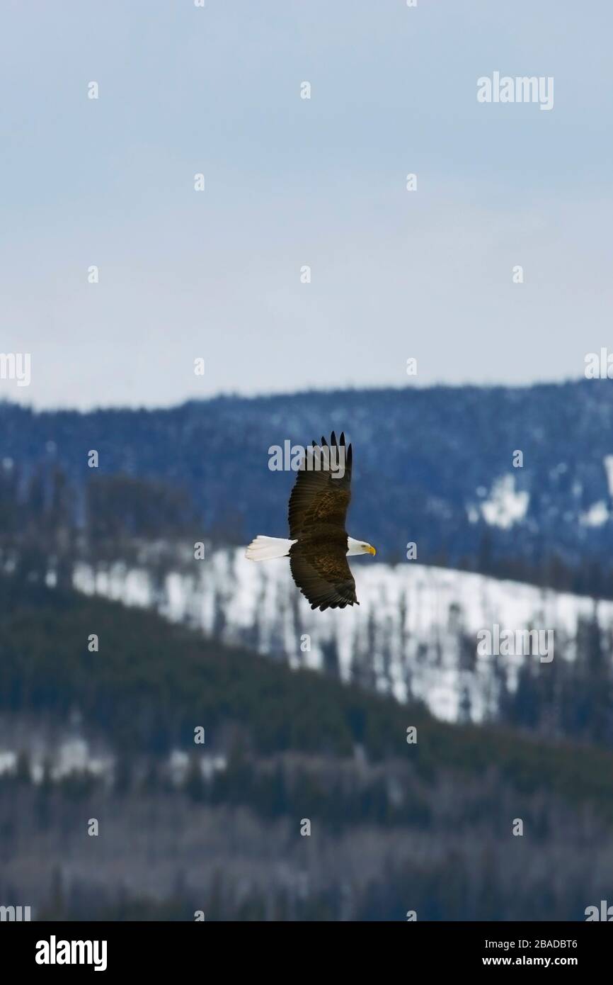 Glatze Eagle in der Flucht, die über die bewaldete Winterwildlandschaft steigt. Stockfoto