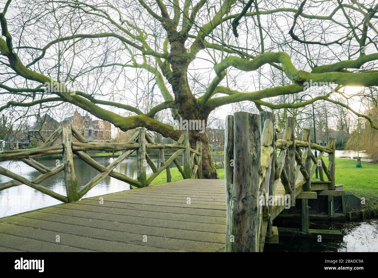 Blick auf die Holzbrücke und den alten Flugzeugbaum in einem Park in Gouda, Holland Stockfoto