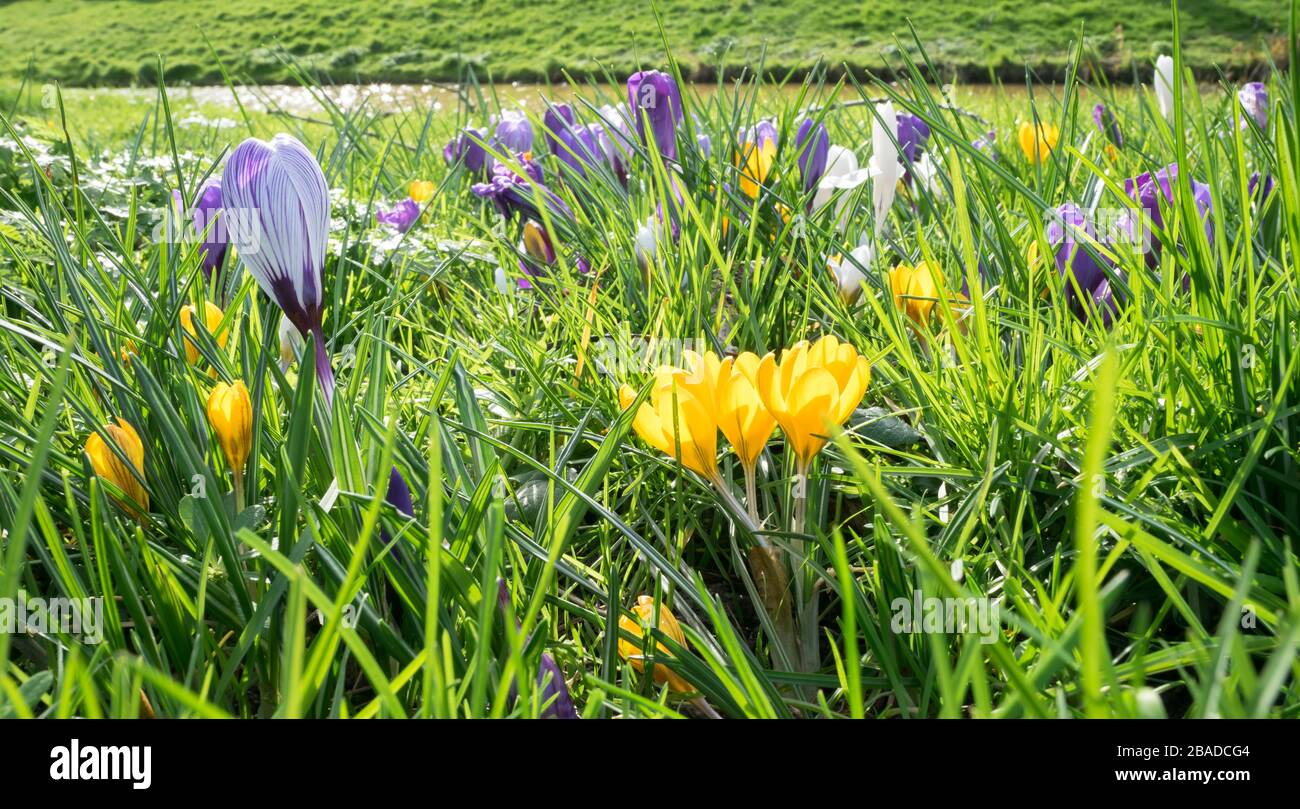 Panoramablick auf bunte Krokusblüten auf einer Wiese Stockfoto