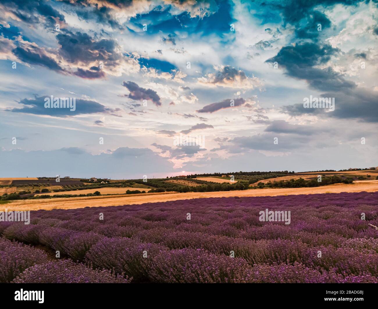 Lavendelfeld in Saloniki Stockfoto