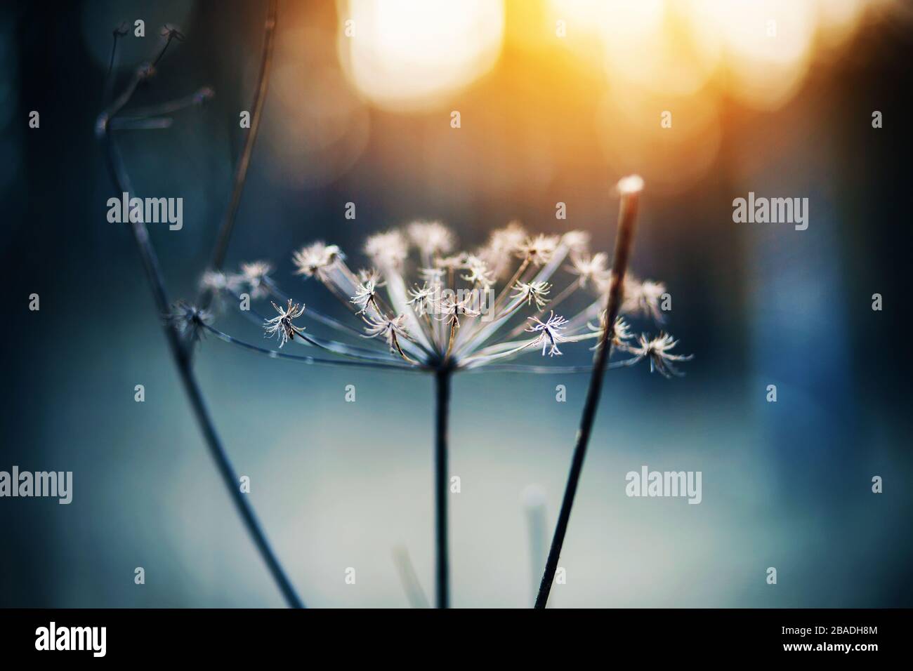 Die dünnen trockenen Äste einer verwilderten Wildkarottenblume sind mit Frost bedeckt und in der kalten Wintersaison von der Sonne beleuchtet. Stockfoto