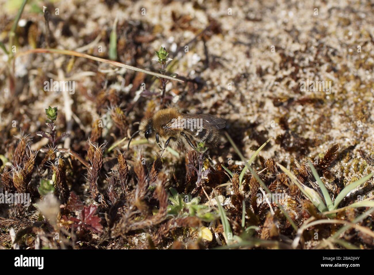 Colletes cunicularius (Frühjahr Colletes) Stockfoto