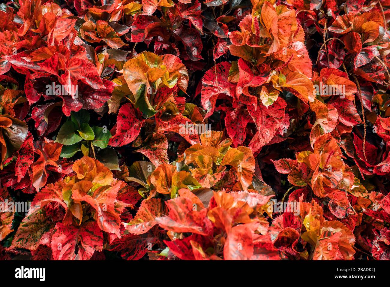 Kreatives und launisch orangefarbenes Blattwerk natürlicher Hintergrund mit Blatttextur im Blumenmuster. Stockfoto