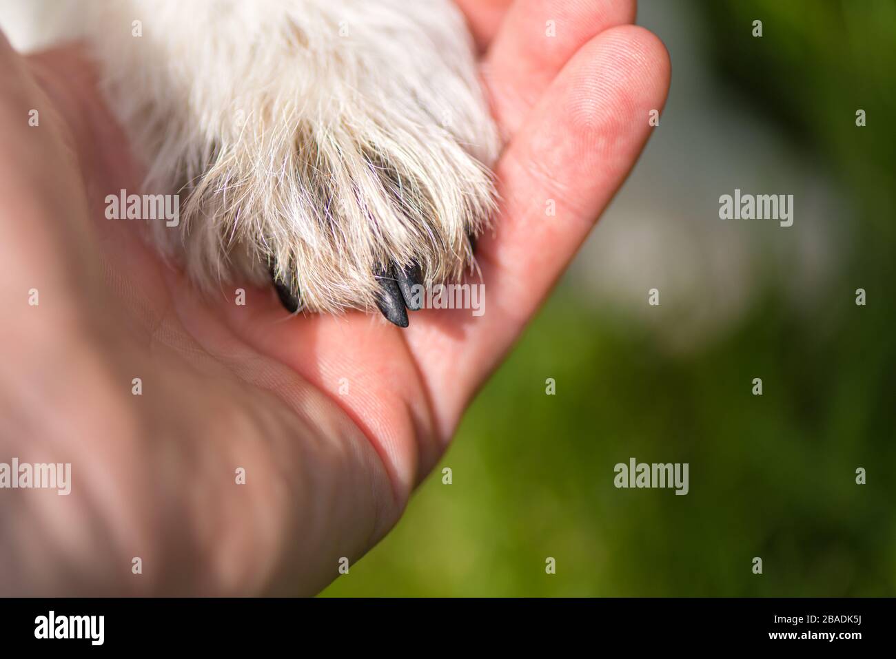 Nahaufnahme der Oberseite der Hundepfoten und der menschlichen Hand - Freundschaft zwischen Jack russell Terrier und Mensch Stockfoto
