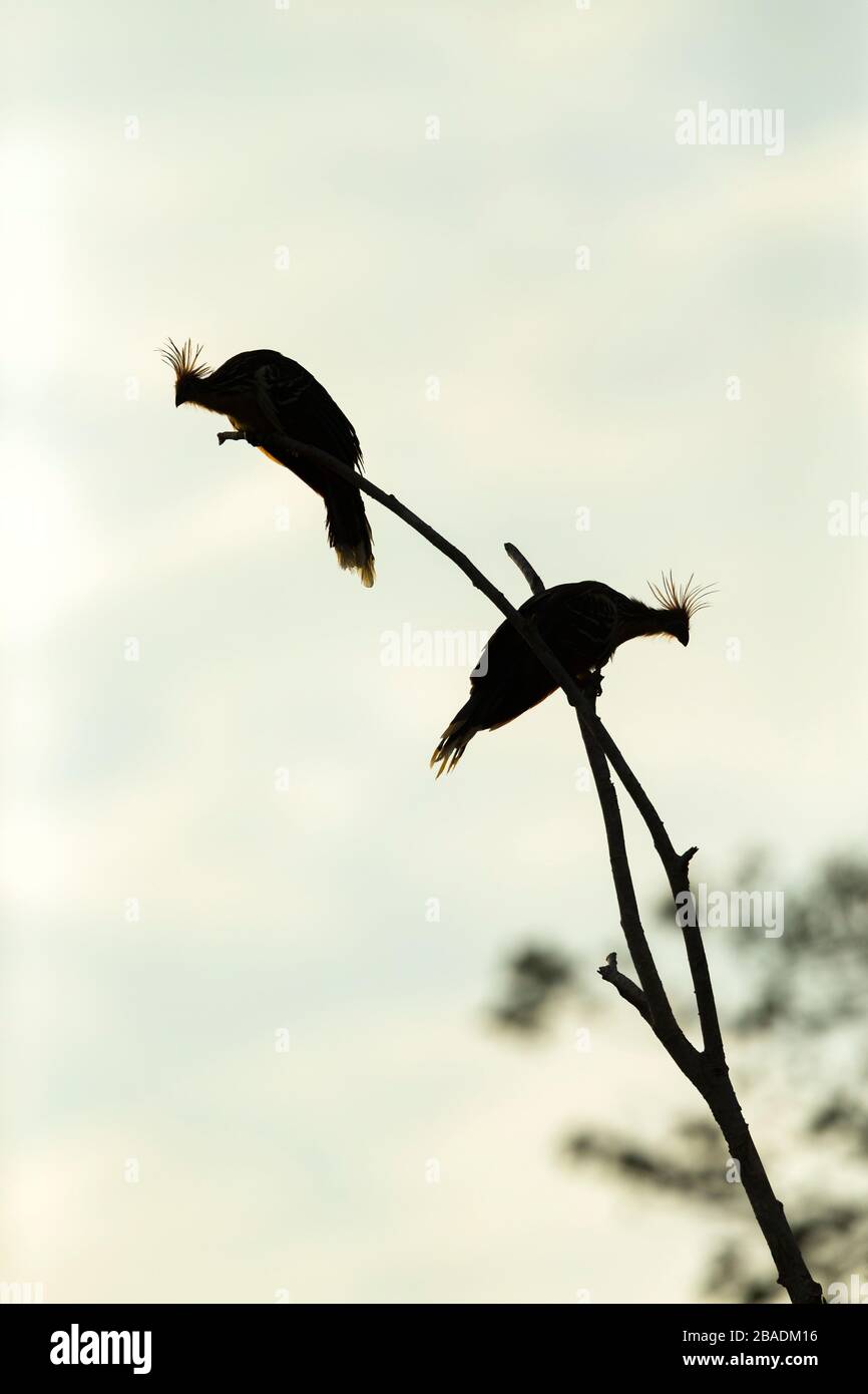 Hoatzin Opisthocomus hoazin, Erwachsener, in Waldachs bei Sonnenaufgang, Los Llanos, Kolumbien, März Stockfoto