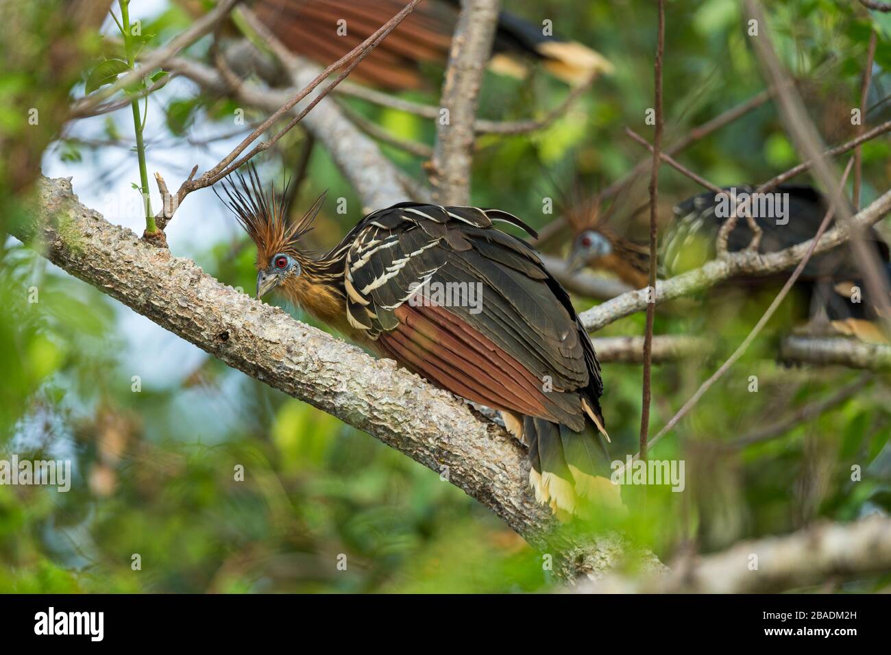 Hoatzin Opisthocomus hoazin, Erwachsener, in Waldachs, Los Llanos, Kolumbien, März Stockfoto