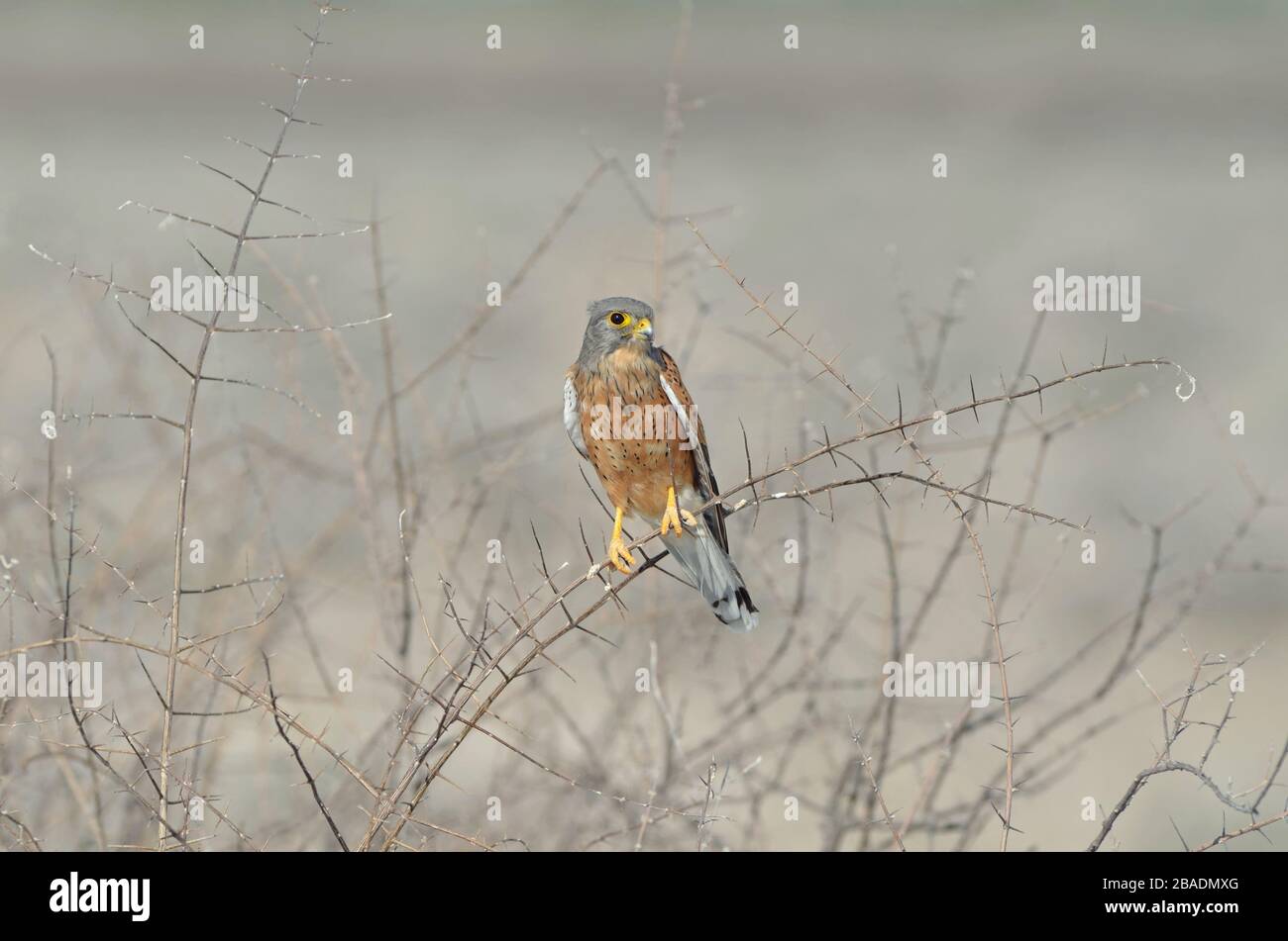 Rock kestrel auf dünnem dornigen Ast, grauer Hintergrund, Namibia Stockfoto