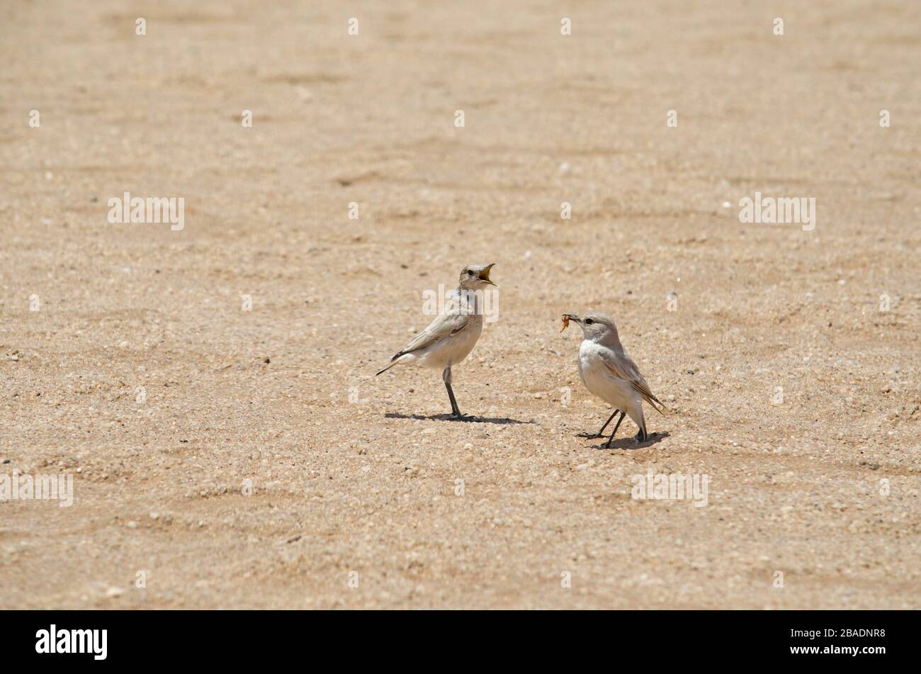 Zwei Tractrac Chats auf Wüstensand in Namibia Stockfoto