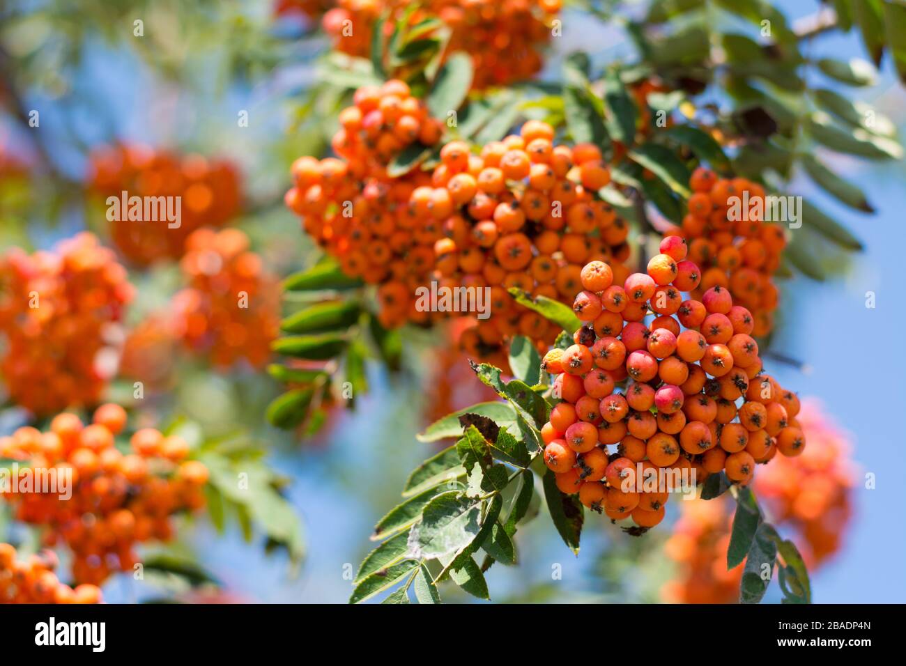 Anhäufungen von Orangenbaumbeeren am sonnigen Herbsttag Stockfoto