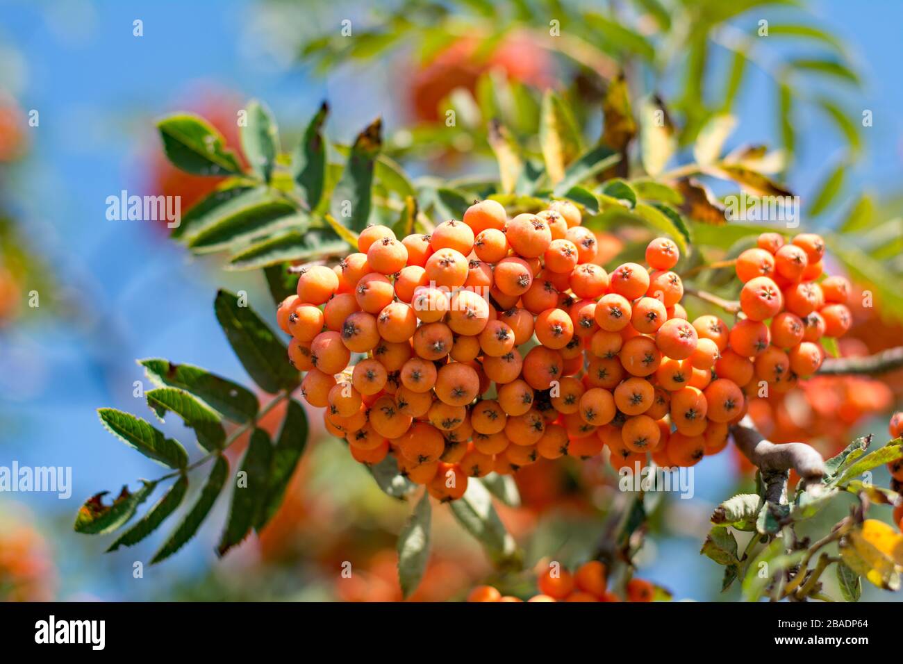 Nahaufnahme des Haufens von Orangenbaumbeeren am sonnigen Herbsttag Stockfoto
