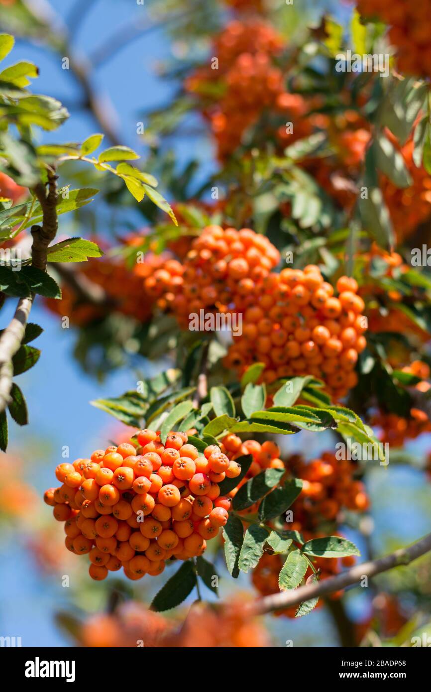 Anhäufungen von Orangenbaumbeeren am sonnigen Herbsttag Stockfoto