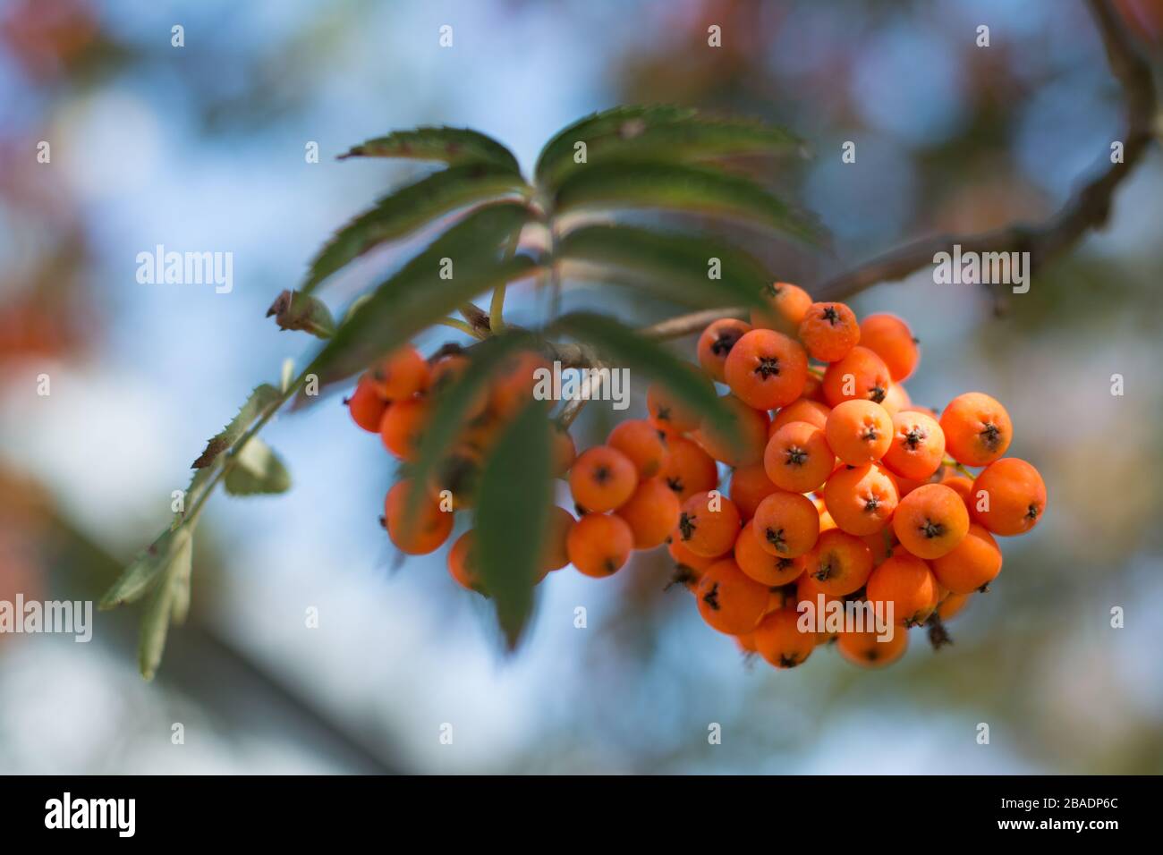 Nahaufnahme einer Perücke mit orangefarbenen Rowbeeren Stockfoto