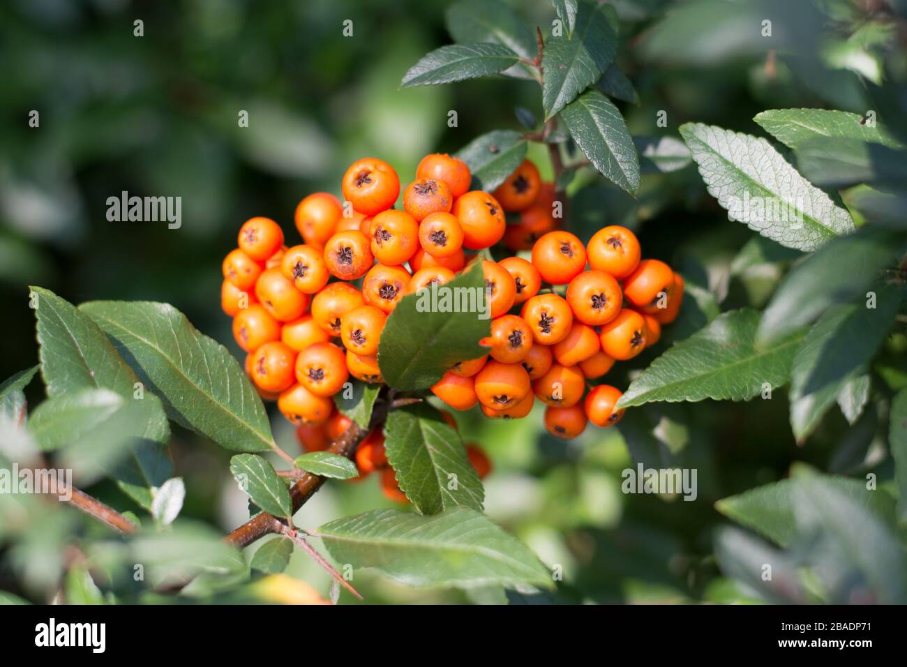 Haufen orangefarbener Firethorn-Beeren, umgeben von Blättern Stockfoto