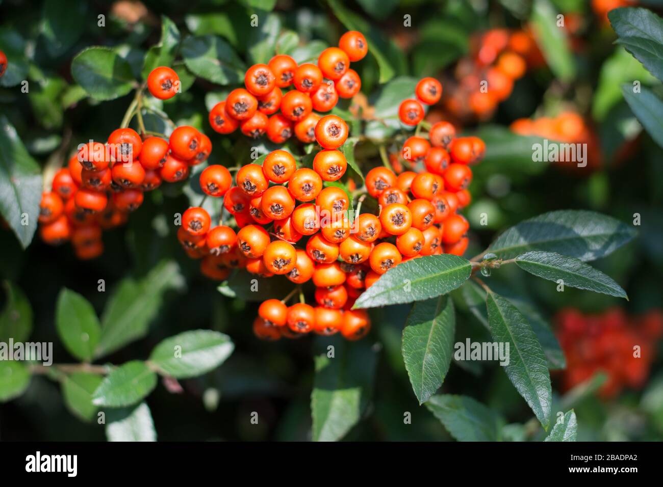 Haufen orangefarbener Firethorn-Beeren, umgeben von grünen Blättern Stockfoto