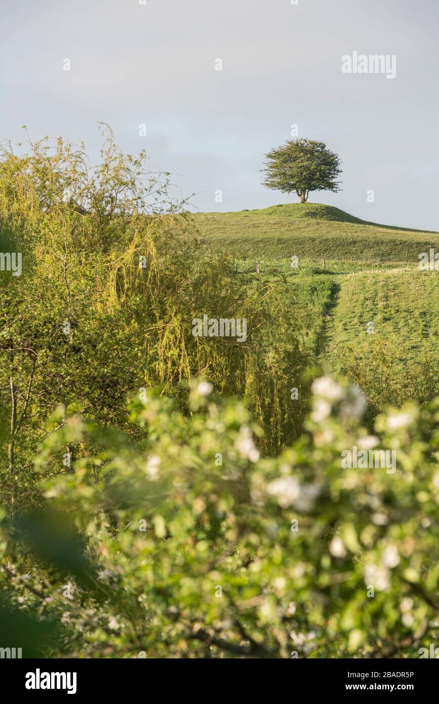 Einsamer Baum auf einem Hügel mit Obstbaum an einem Obstgarten im Vordergrund. Rorum, Skane, Schweden, Skandinavien. Stockfoto