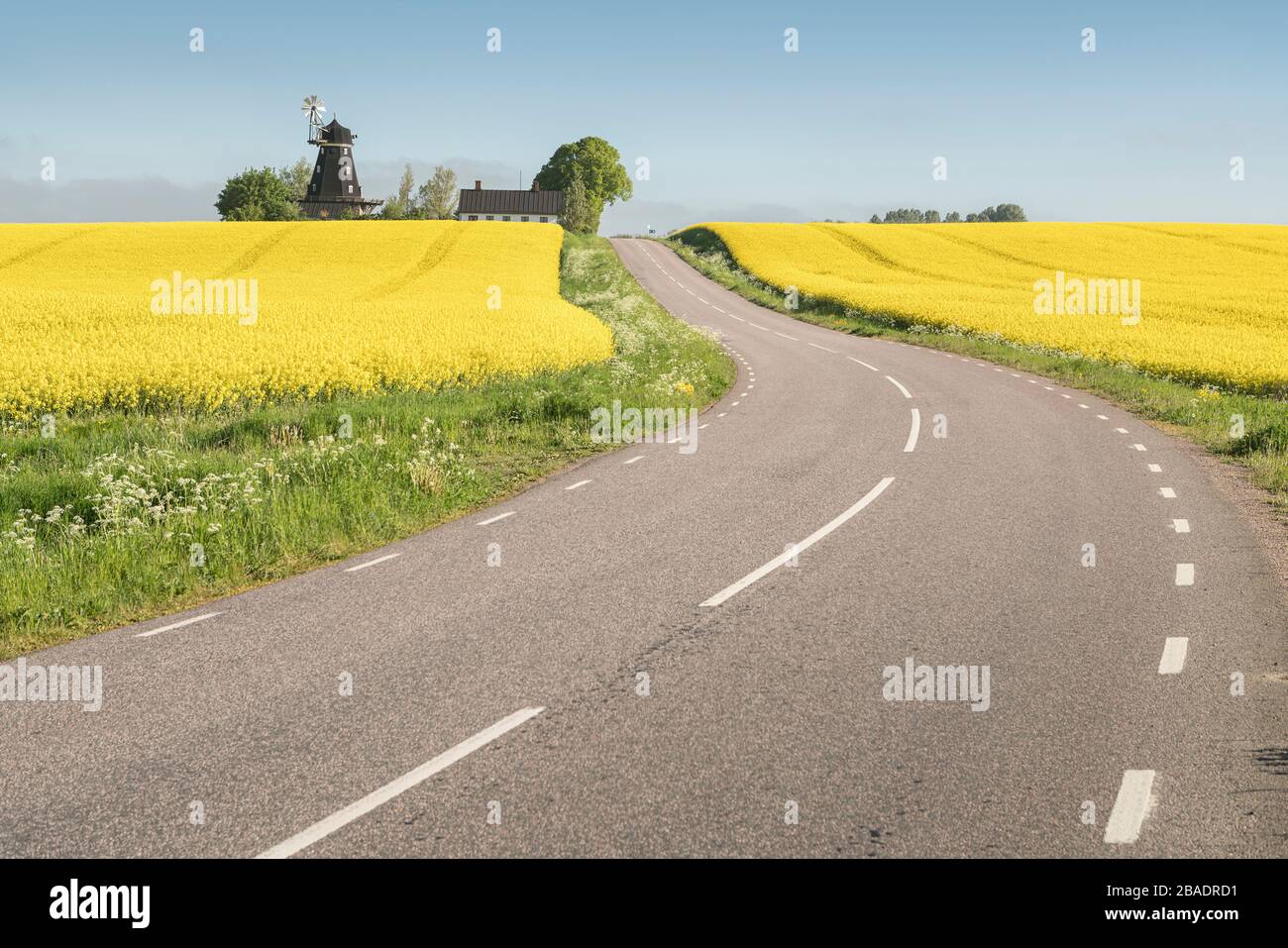 Landstraße, die zu einer alten Windmühle auf einem Hügel in der Agrarlandschaft mit gelben Rapsfeldern bei Tomelilla, Skane, Schweden, Skandinavien führt. Stockfoto