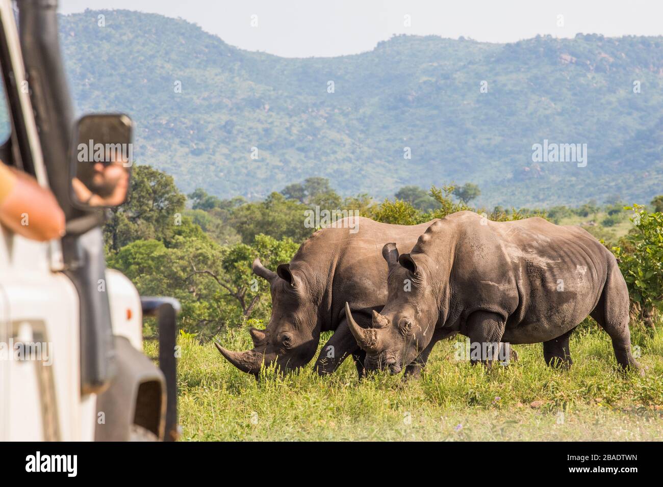 Nashörner in Südafrika schwarz-weiß Stockfoto