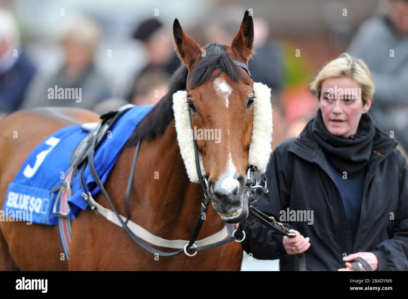 Ein Rennpferd wird bei Lingfield-Rennen ausgeparadelt Stockfoto