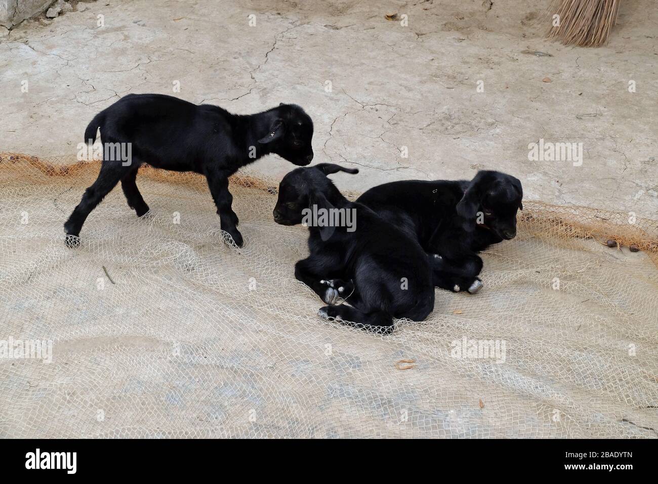 Junge Ziegen auf einer Farm im Dorf Kumrokhali, Westbengalen, Indien Stockfoto