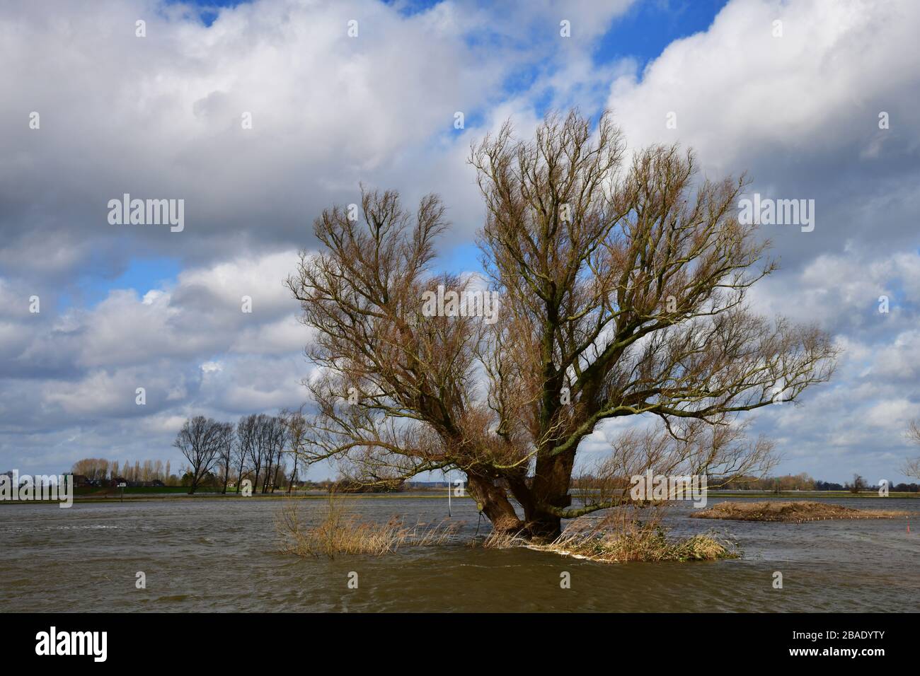 Überflutete Flusswaschgebiete des Flusses IJssel in den Niederlanden mit dramatisch bewölktem Himmel; einsamer Baum, der im Wasser steckte Stockfoto