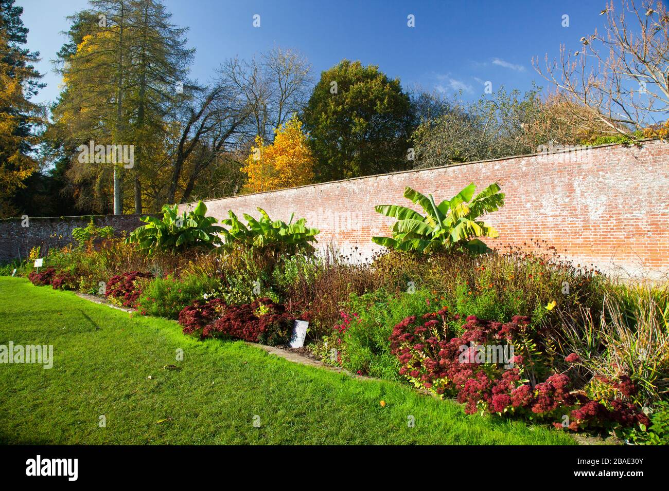 Eine der Staudengrenzen im ummauerten Garten hat drei große Bananenpflanzen in Stourhead Gardens, Wiltshire, England, Großbritannien Stockfoto