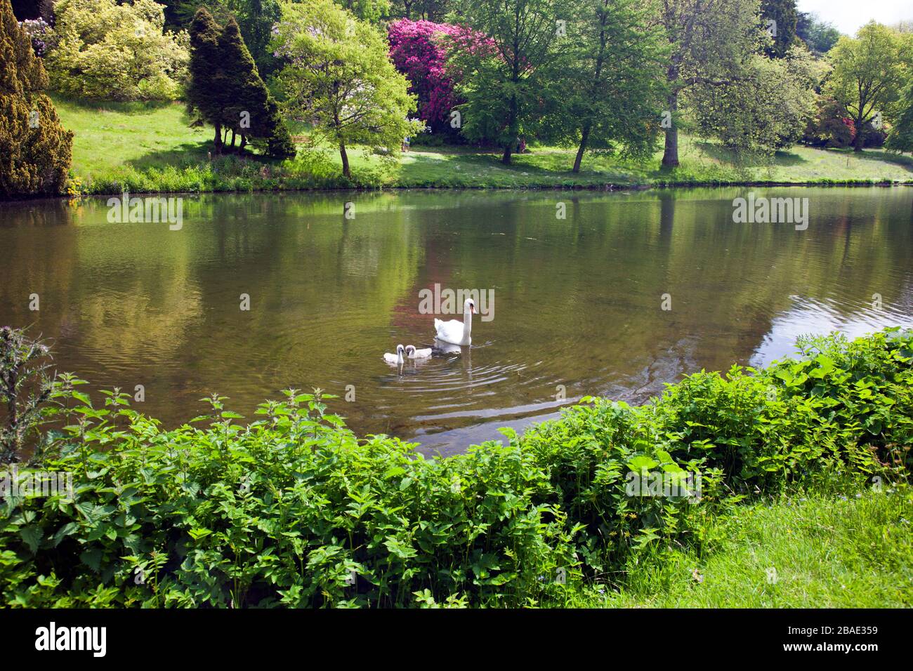 Ein stummer Schwan und zwei Zygnets am See in Stourhead Gardens, Wiltshire, England, Großbritannien Stockfoto