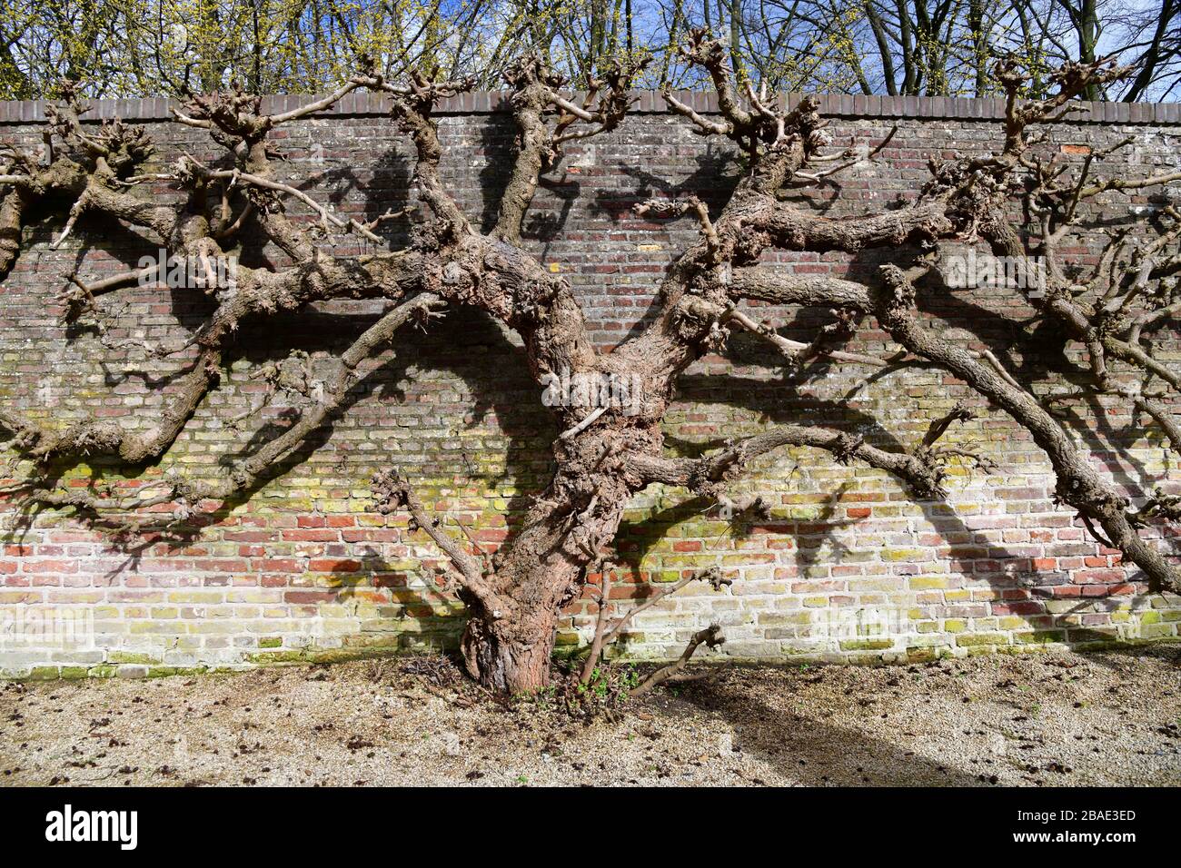 Verwitterte, aber bunte Burggartenmauer aus Backstein mit dicken Reben alter Pflanzen, die gegen die Mauer wachsen Stockfoto