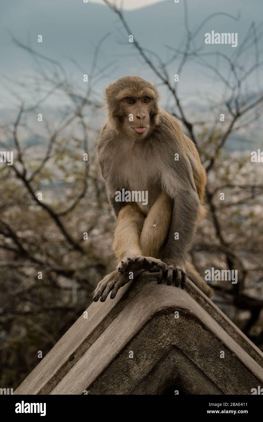 Monkey in Swayambhunath, dem von der UNESCO zum Weltkulturerbe erklärten Ort, der ihn als Zuschauer anführt Stockfoto