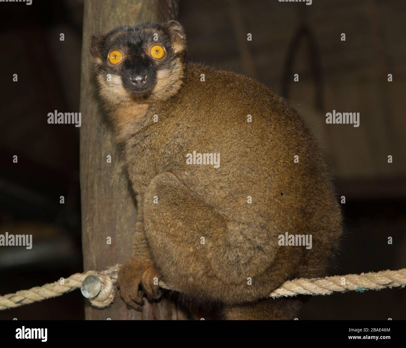 Indischer Ozean, Madagaskar, Ile Ste Marie, Natiora, Common Brown Lemur Stockfoto