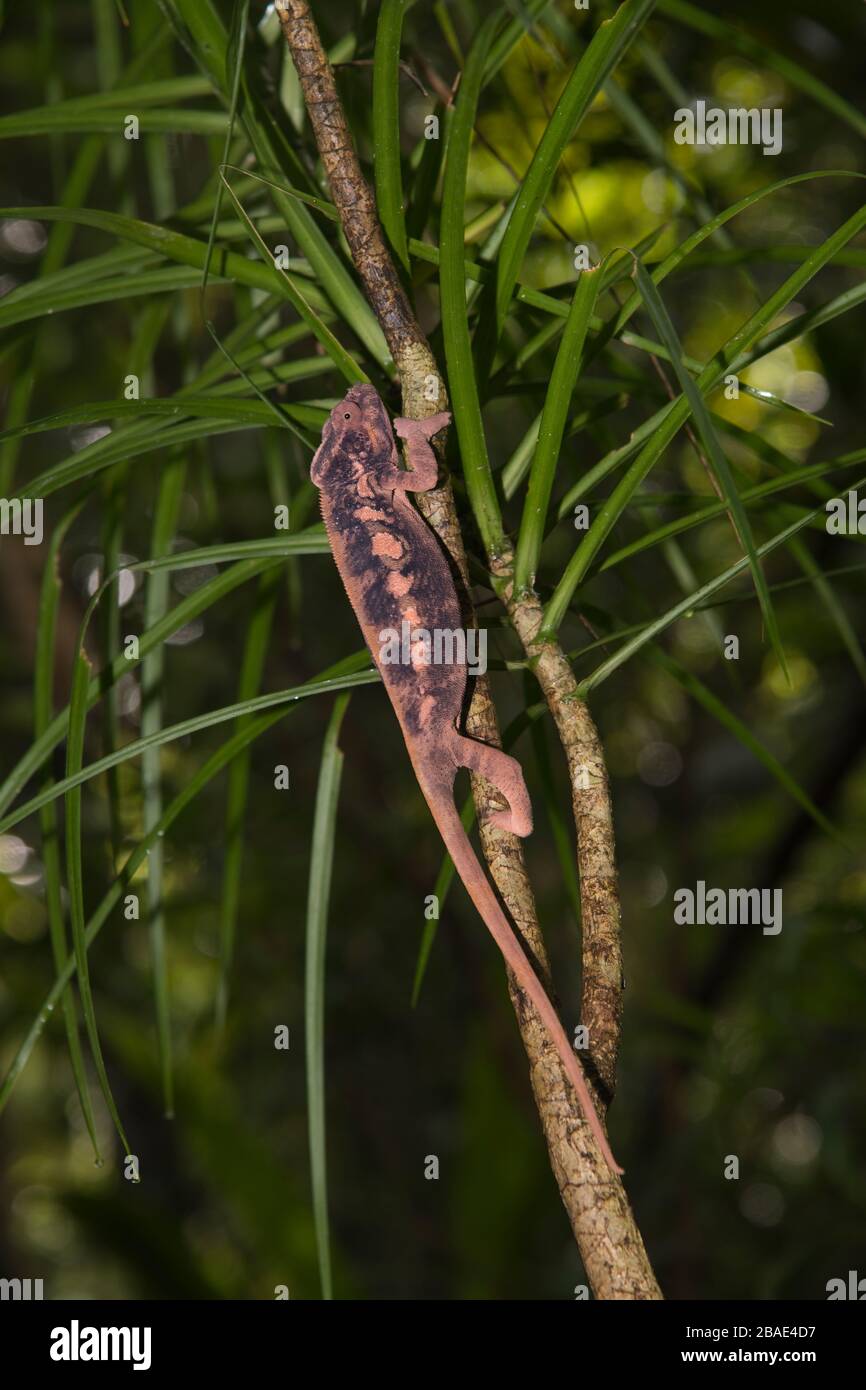 Indischer Ozean, Madagaskar, Nosy Mangabe, Panther Chamäleon, Furcifer pardalis Stockfoto