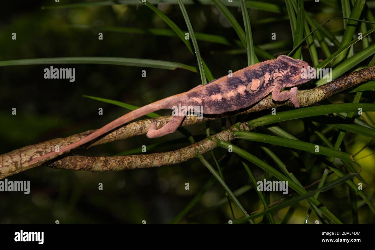 Indischer Ozean, Madagaskar, Nosy Mangabe, Panther Chamäleon, Furcifer pardalis Stockfoto